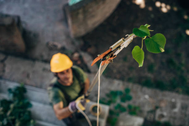 How Our Tree Care Process Works  in  Cranston, RI