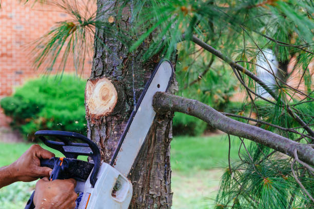 Reliable Cranston, RI Tree Services Solutions